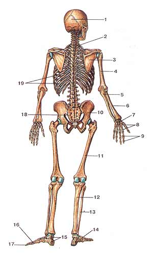 скелет человека (вид сзади)