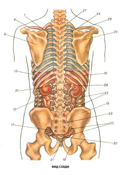 внутренние органы и скелет человека (вид сзади)