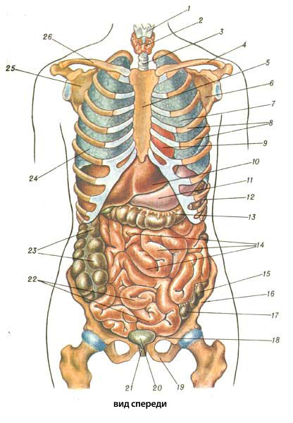 внутренние органы и скелет человека (вид спереди)