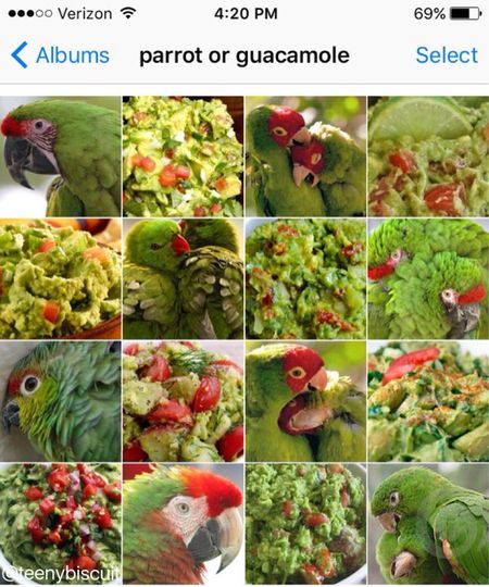 попугай или салат