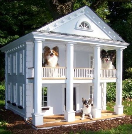 двухэтажный дом отдыха для собак